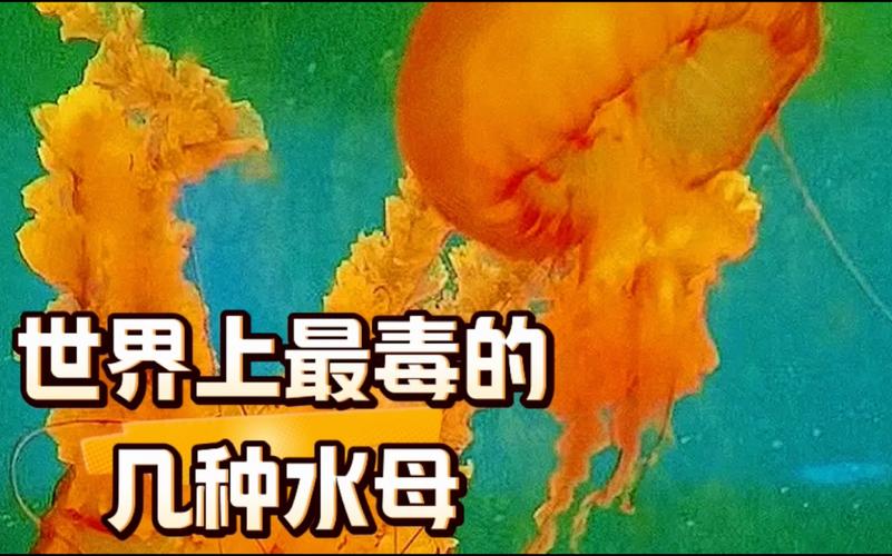 今日科普一下！海南沙滩现剧毒水母,百科词条爱好_2024最新更新